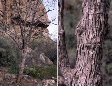 older tree and trunk, winter